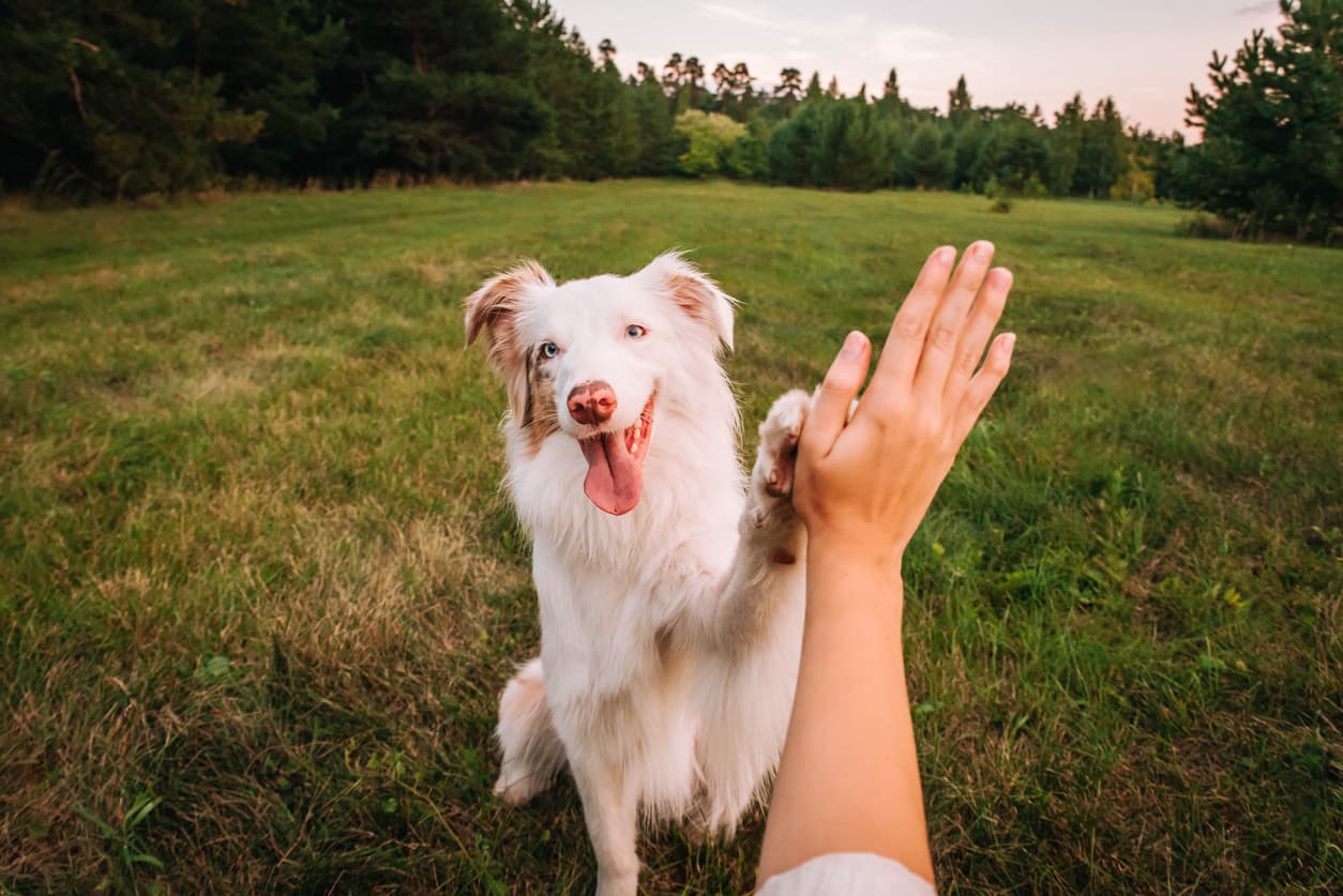 Dog giving a high five in an open field