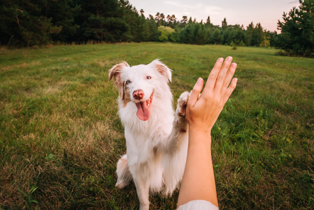 Dog giving a high five — pets are family