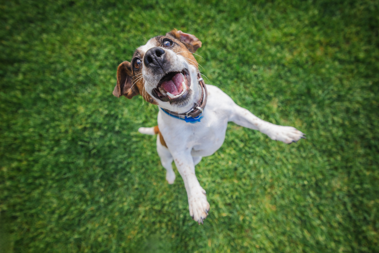 Pet Waste Removal